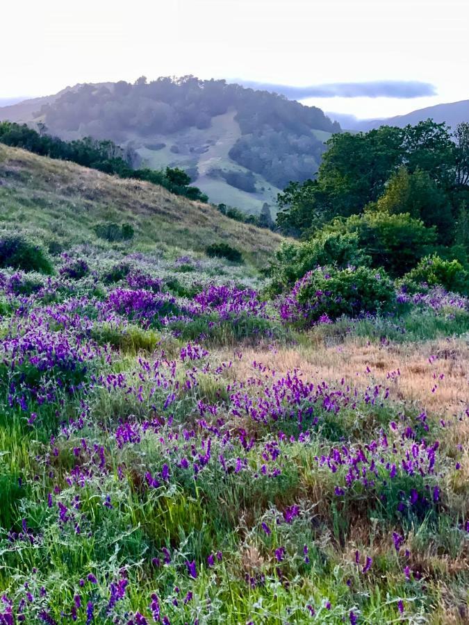 Luxury Suite With Views - San Rafael, Gateway To Sf & Wine Country エクステリア 写真